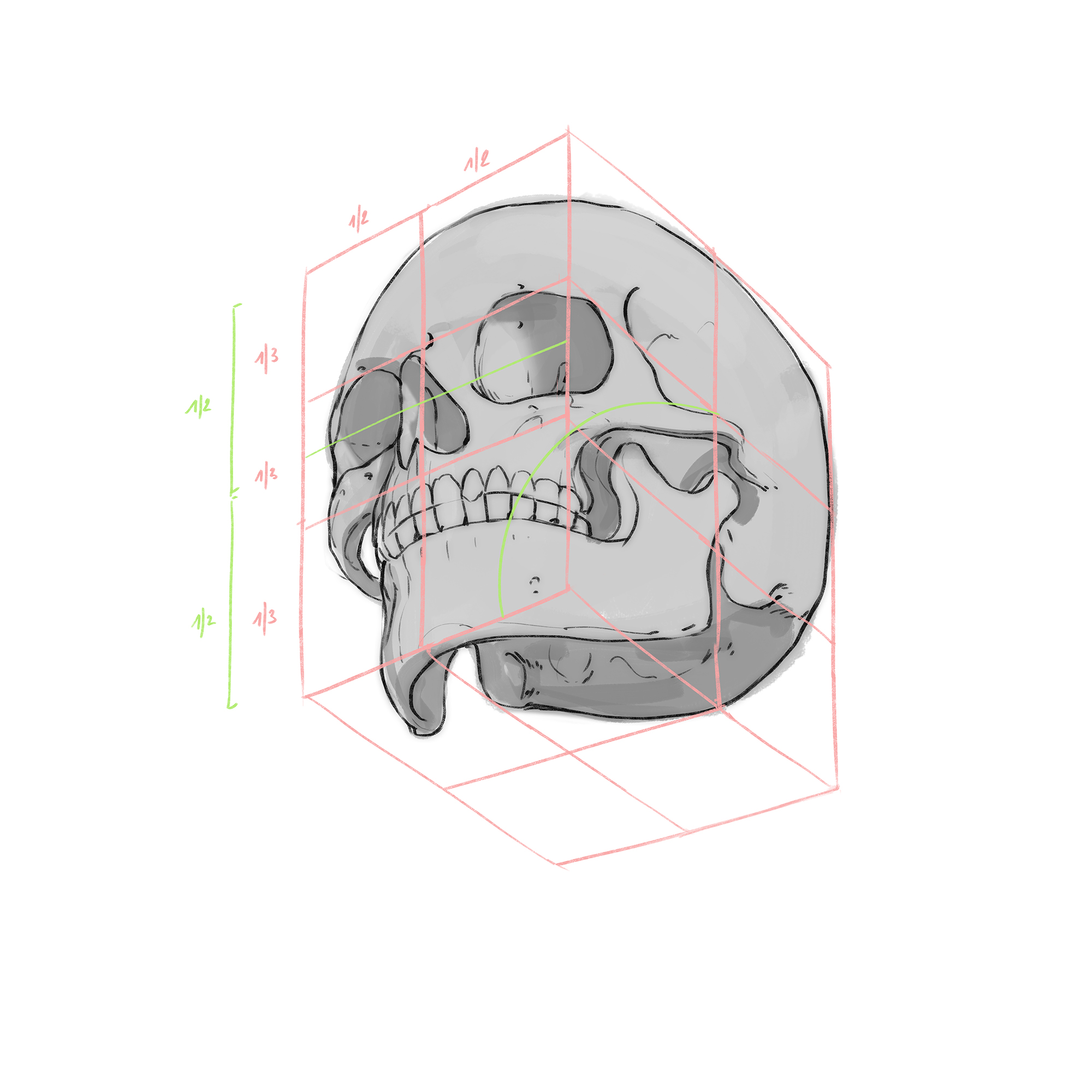 Anatomy and construction studies - Bram Sels